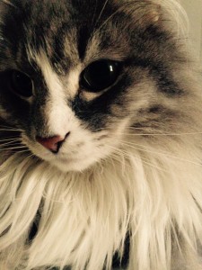 "Earnie," a domestic, medium hair cat. Photo by: Liz Valpatic