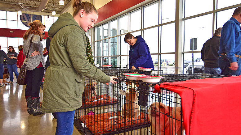 Payton Plank checks out one of the ARF animals at the Kia of Muncie event. Photo by: Mike Rhodes