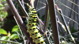 Goodbye dear caterpillars, we hardly knew ye...Photo by: Nancy Carlson