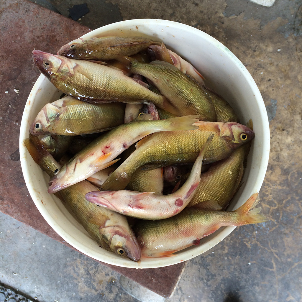 A pail of Lake Erie perch, ready for cleaning. Photo by: Nancy Carlson