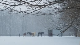 A chilly, peaceful scene in Delaware County. There is a barn close by and these animals are well cared for. Photo by: Dorothy Douglass, MutualBank