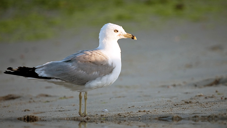 This seagull resembles another noteworthy one, sort of. Photo by: storyblocks