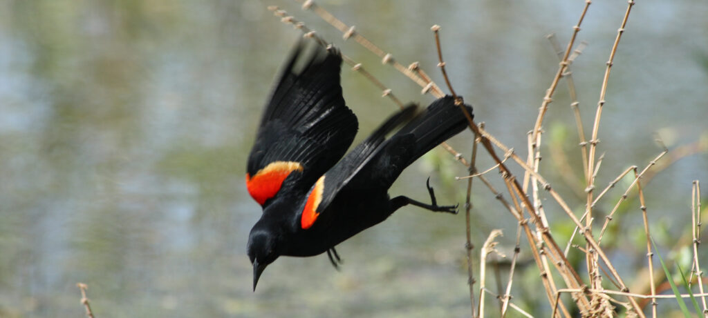 Red-winged blackbirds are common in East Central Indiana and can be found in wetland habitats. © 2008 Walter Siegmund