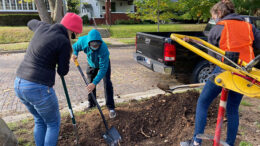 BSU student volunteers help dig a hole to plant a tree along North Street. Photo by Heather Williams