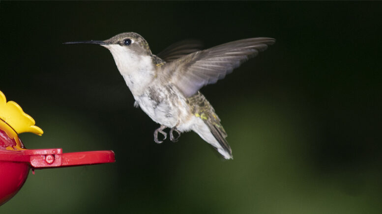 A sure sign of spring—the return of hummingbirds to Muncie. Photo by Mike Rhodes