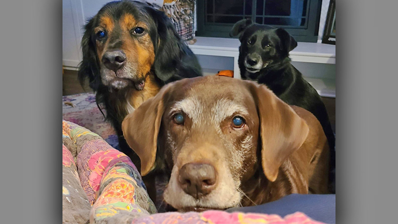 L-R: Finn, Lucy and Ethyl, the Douglass Family Dogs in Muncie, IN. Photo by Dorothy Stassen-Douglass