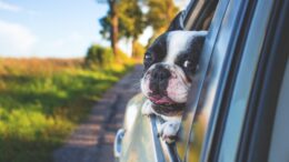 Some states have specific rules when traveling with your pet. See below. Photo provided.