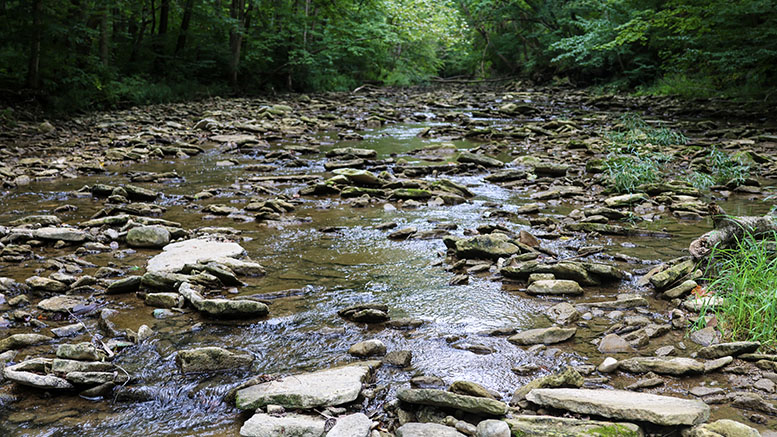 Elkhorn Creek photo by Jaime Coon.