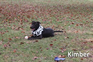 Adopt a Pet at the Muncie Animal Shelter for $1.00