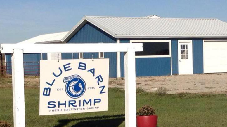 Blue Barn Shrimp's first shrimp harvest will take place December 12th. Photo provided.