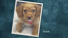 Gracie, a 10-week old Shih Tzu/Dachshund Mix.