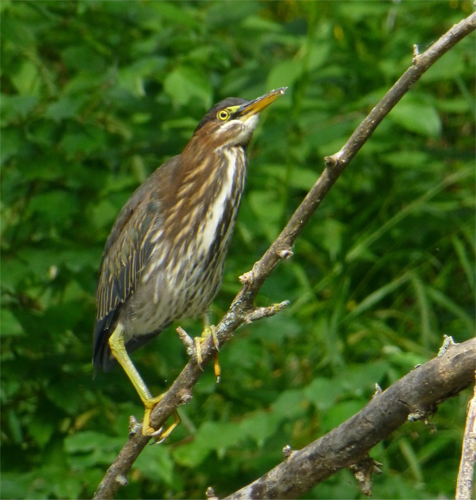 Wildlife such as this Green Heron have seen a remarkable recovery due to a virtual elimination of hazardous pollutants.