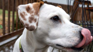 Maggie was a loving dog with beautiful ears. Photo by: John Gordon Carlson