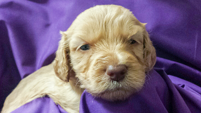 One of Meadow Park's Labradoodle Puppies. Photo provided.