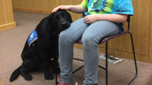 “Frankie” is a 21 month old Black Labrador, fully trained by Support Dogs Inc. of St. Louis Missouri. Photo by: Ashley Soldaat