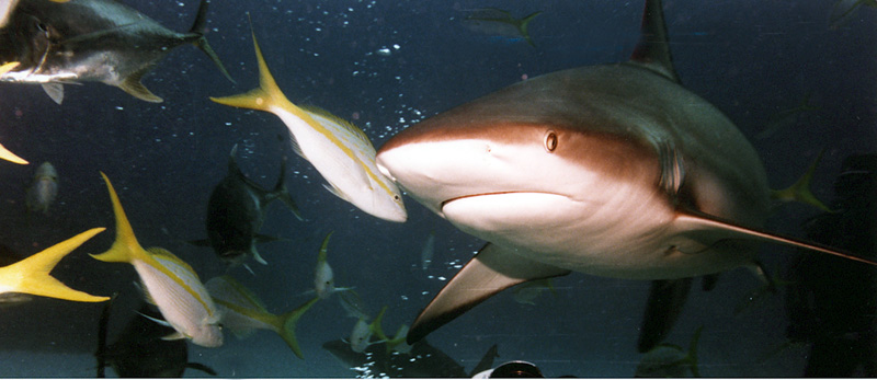 Caribbean Reef Shark. Photo by: Mike Rhodes