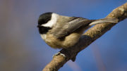 A Carolina Chickadee at Mounds State Park, taken by local Audubon member Robert Williams.