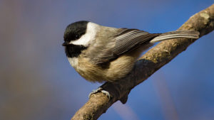 A Carolina Chickadee at Mounds State Park, taken by local Audubon member Robert Williams.