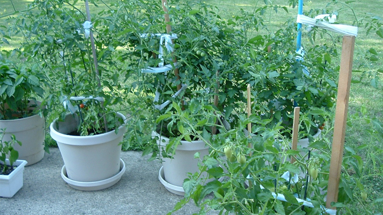 Container gardening is great for smaller locations like patios or balconies.