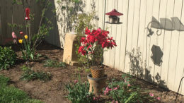 Joy blooms in backyard corner. Photo by: Nancy Carlson