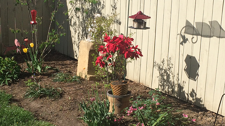 Joy blooms in backyard corner. Photo by: Nancy Carlson