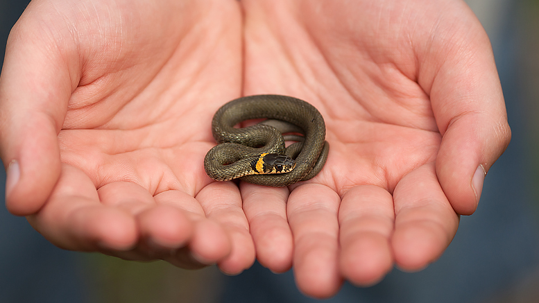 Snakes’ public relations glitch began in biblical times. By: graphicstock