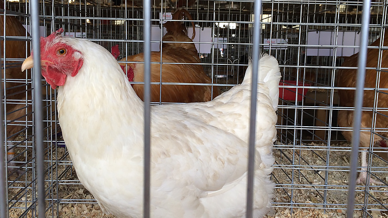 Acquiring chickens is a beautiful dream. Photo by: Nancy Carlson
