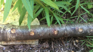 This log will sprout some tasty stuff. Photo by: Nancy Carlson