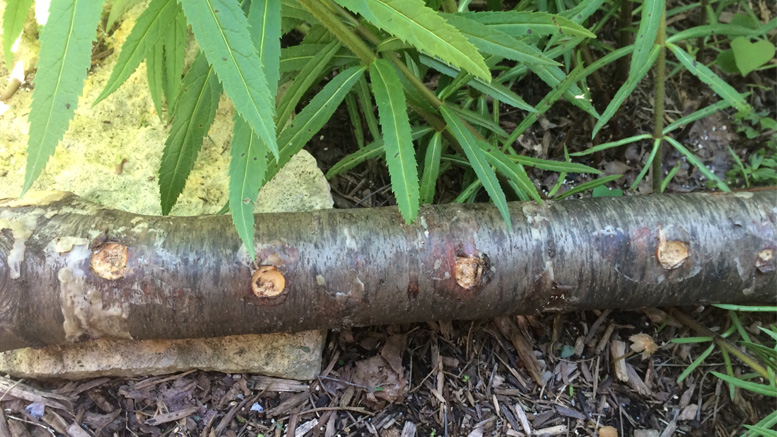 This log will sprout some tasty stuff. Photo by: Nancy Carlson