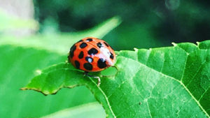 A ladybug doing what it does best—eating. Photo by: Matt Howell