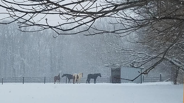 A chilly, peaceful scene in Delaware County. There is a barn close by and these animals are well cared for. Photo by: Dorothy Douglass, MutualBank