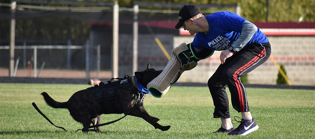 A Muncie Police officer takes a "bite" from an MPD K-9 during a demonstration for students at Wapahani High School's flag football game Tuesday night. Photo by: Emma Stanley, Wapahani High School sophomore