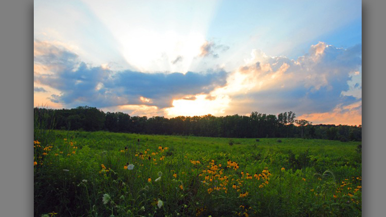 Prairie at Red-tail Nature Preserve. Photo by: Jacob Sewell