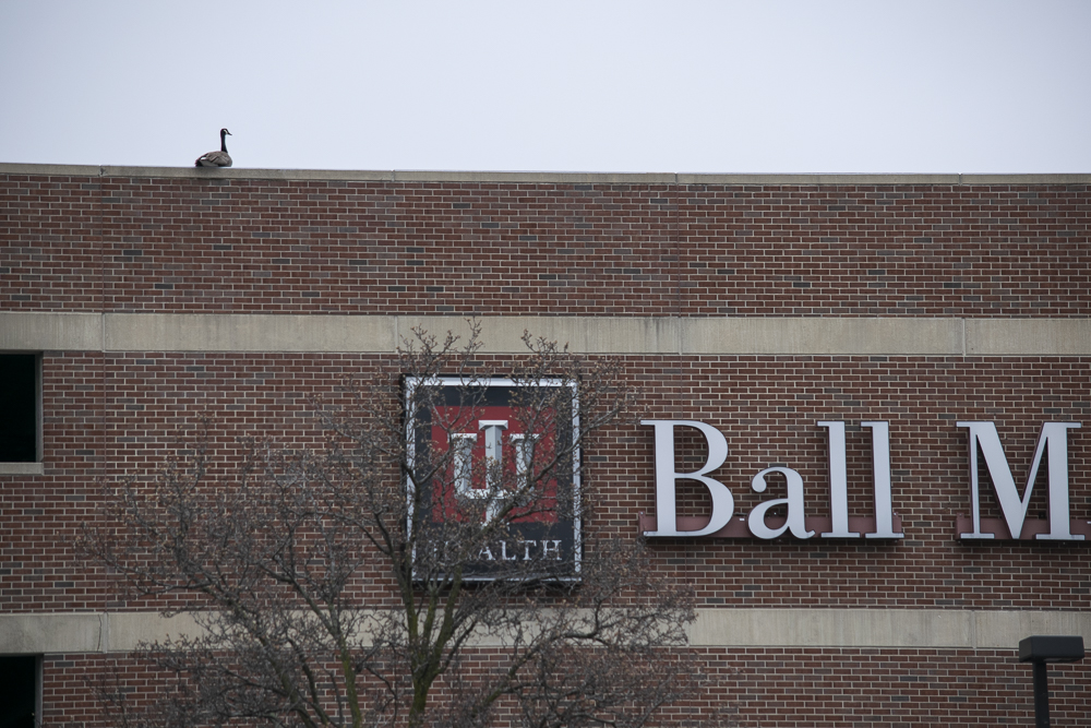 A lone duck sitting on top of the BMH parking garage.