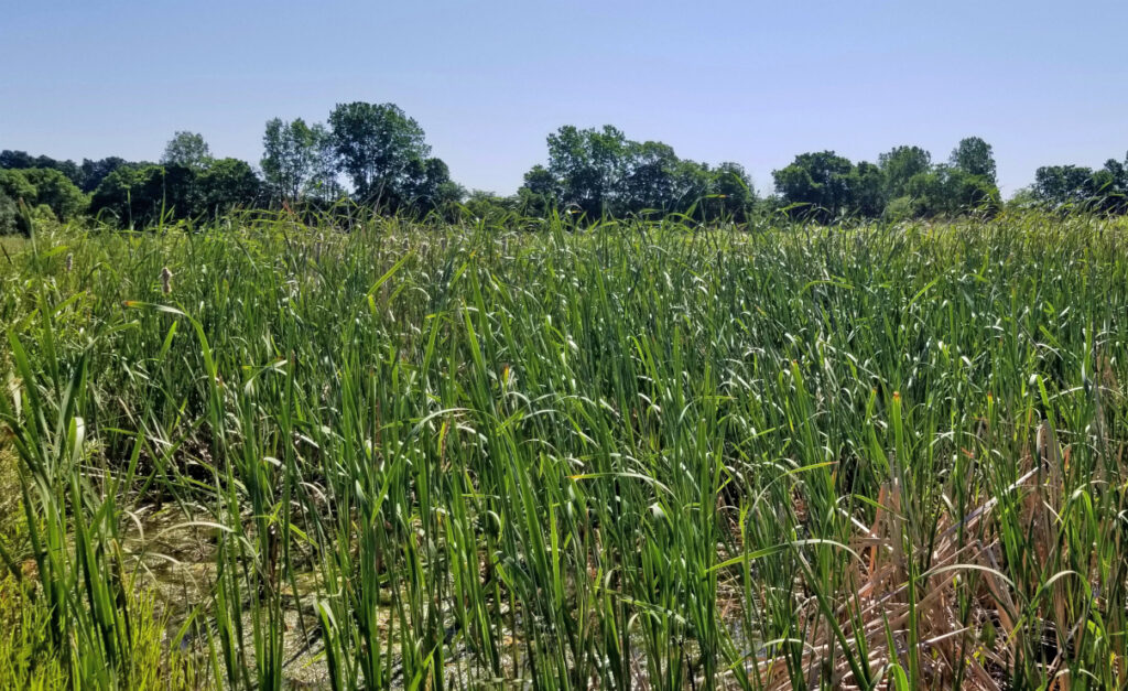 Plants like reeds thrive with their roots continually submerged in water. Courtesy Red-tail Land Conservancy
