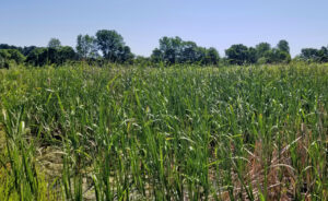 Plants like reeds thrive with their roots continually submerged in water. Courtesy Red-tail Land Conservancy