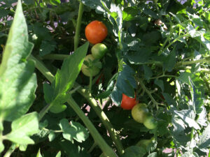 Pandemic-grown tomatoes look normal, but word is they’re, um, “special.” Photo by: Nancy Carlson