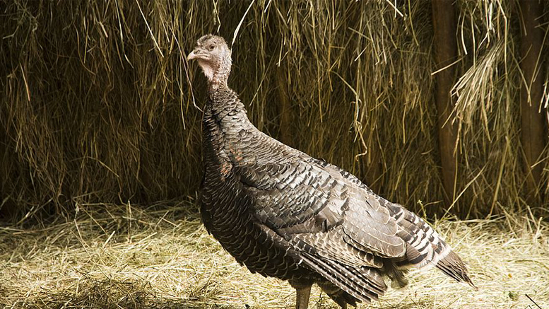 Wonder where turkeys come from? Well, my friends, it all kind of depends. Photo by stockfreeimages.