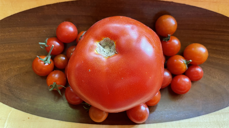 Our tiny tomatoes look minuscule compared to full-sized ones. Photo by Nancy Carlson.