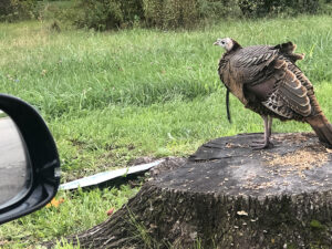 Pat the South Side Turkey. Photo by Mike Rhodes