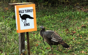 Pat the roaming southside turkey has his/her own street crossing on 29th street. Photo by Mike Rhodes