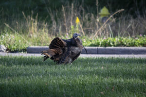 Pat the roaming southside turkey strutting just off Madison Street. Photo by Mike Rhodes