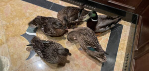 Their duty done, The Peabody’s ducks ride an elevator to their penthouse. Photo by Nancy Carlson.