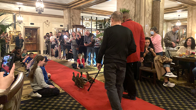 With spectators lined up to watch, ducks walk the long red carpet. Photo by Katie Carlson.
