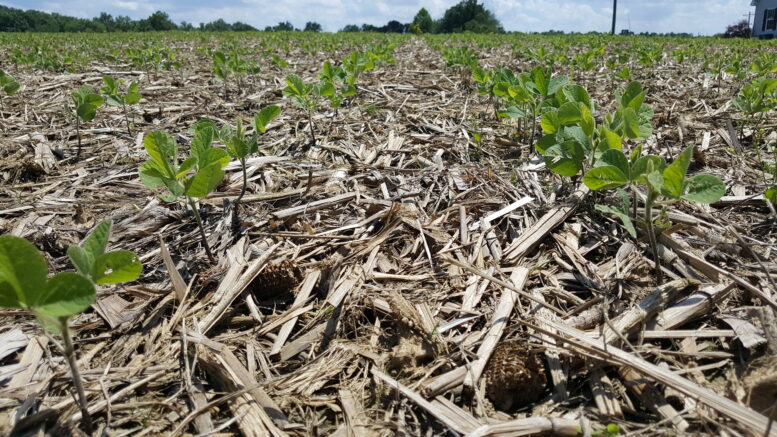Soybeans emerging in cereal rye cover crop and prior corn crop residue. Photo by Indiana USDA-NRCS