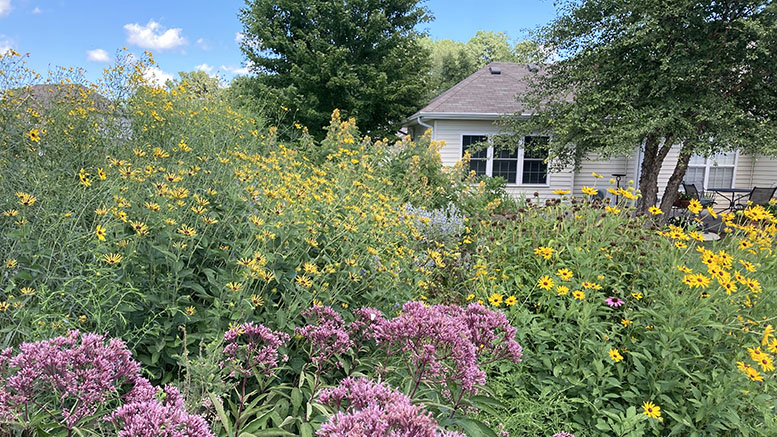 A Habitat Certified Yard. Photo provided