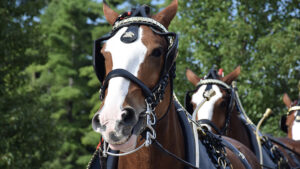 Photo by Mike Rhodes